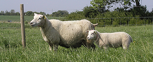Foto af får med lam på græs