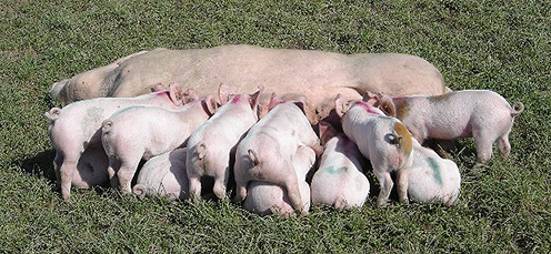 Pigs with piglets on grass