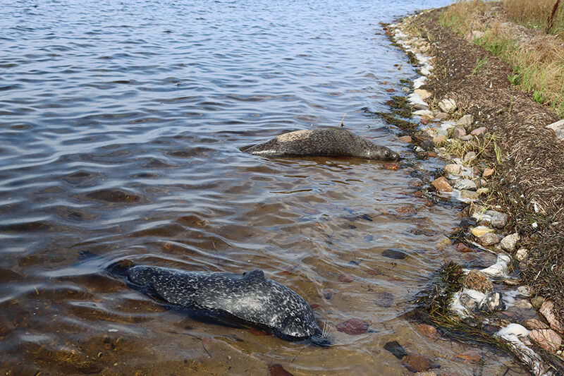 2 døde sæler i strandkanten på Avnø